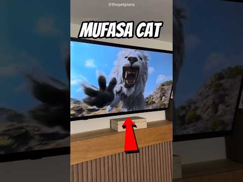 Mufasa Cat🐈
