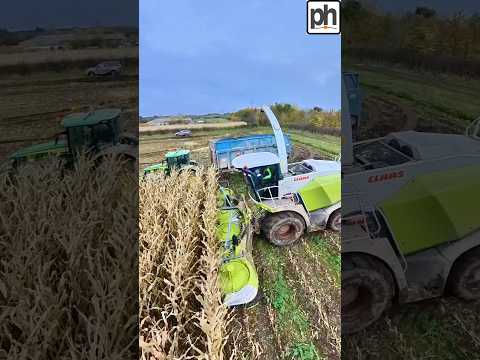 BEST CLAAS Jaguar Forage Harvester Maize Silage 2023 #silage