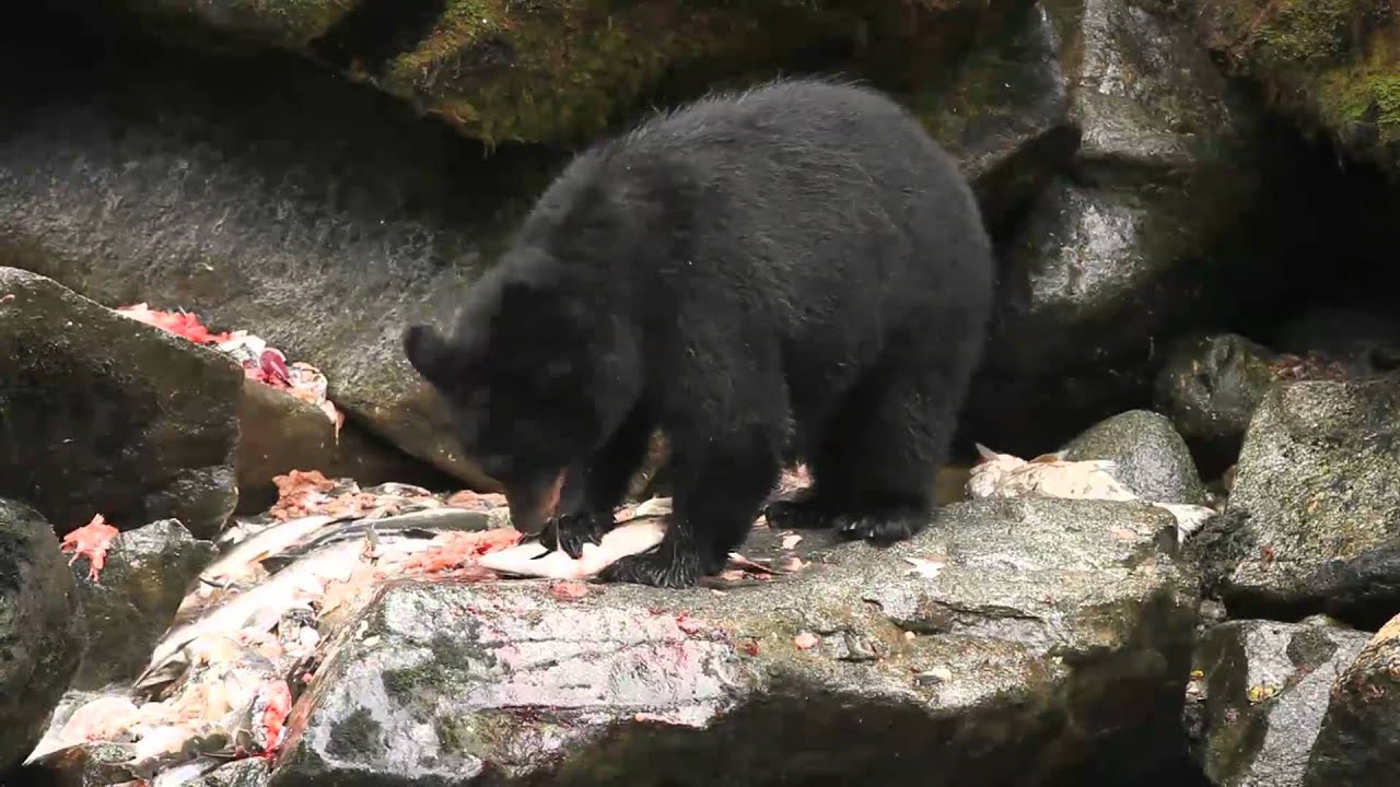 Salmon Buffet for Bears