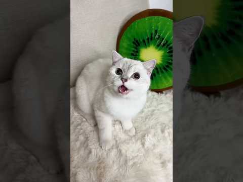 When Chinki put soil in the pot #youtubeshorts #viralshort