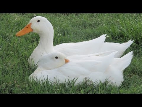 , title : 'Pekin Ducks | The Cornish Cross Of The Duck World'