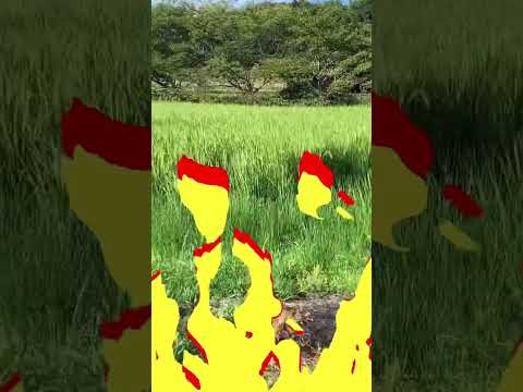 なぜ堆肥に灰を入れるのですか？潜在的な利点とリスク  庭園