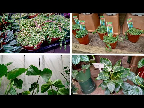 summer plant tour: variegated string of pearls, string of turtles, alocasia stingray, birkin