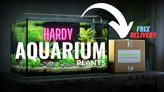 ✅ Unboxing Low Tech Plants for🐟 Your Planted Tank || Affordable✅|| Bunnycart Live Plant Review.