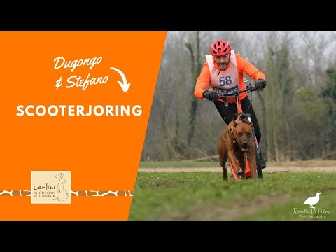 Rhodesian Ridgeback Scooterjoring
