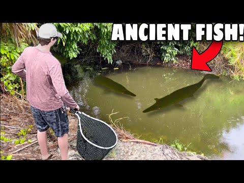 Netting ANCIENT GAR Fish In TINY CREEK For My POND!! (NEW PET)