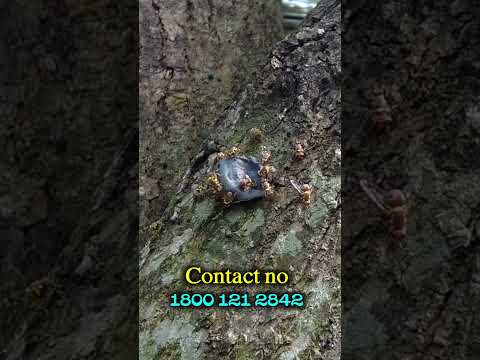 इस एक पेस्ट से फ्रूट फ्लाई को पूरी तरह से रोका जा सकता है #akarsh #hindi #fruitfly