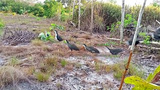 Download lagu Mikat Burung Ruak-Ruak pakai  patung2 ngan inilah Hasilnya (bird trap) mp3