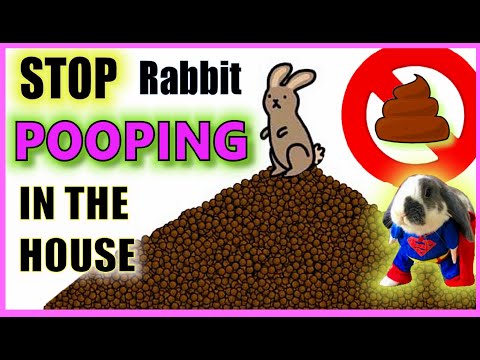 YouTube video about: How to stop rabbit peeing on carpet?