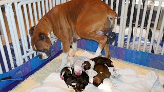How Does Boxer In Labour And Give Birth At Home ?