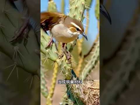 鳥媽媽巧建仙人掌巢穴，耗盡心力守護寶寶長大！