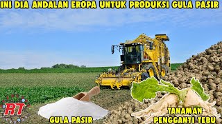 Download lagu MODERN AGRICULTURAL TECHNOLOGY OF BEET SUGAR | MAIN BASIC MATERIAL FOR MAKING GRANULATED SUGAR IN... mp3