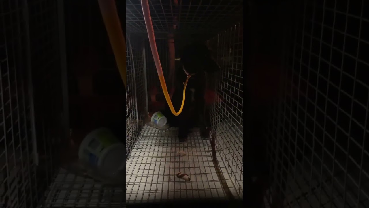 These Desperate Pups video