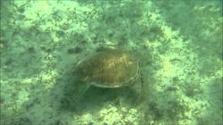 preview picture of video 'Snorkeling with a Green Sea Turtle in Akumal Mexico'