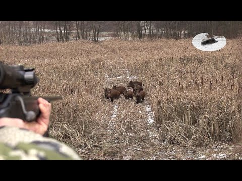 Polowanie na dziki - polowanie zbiorowe - najlepsze momenty! Mnóstwo dzików!