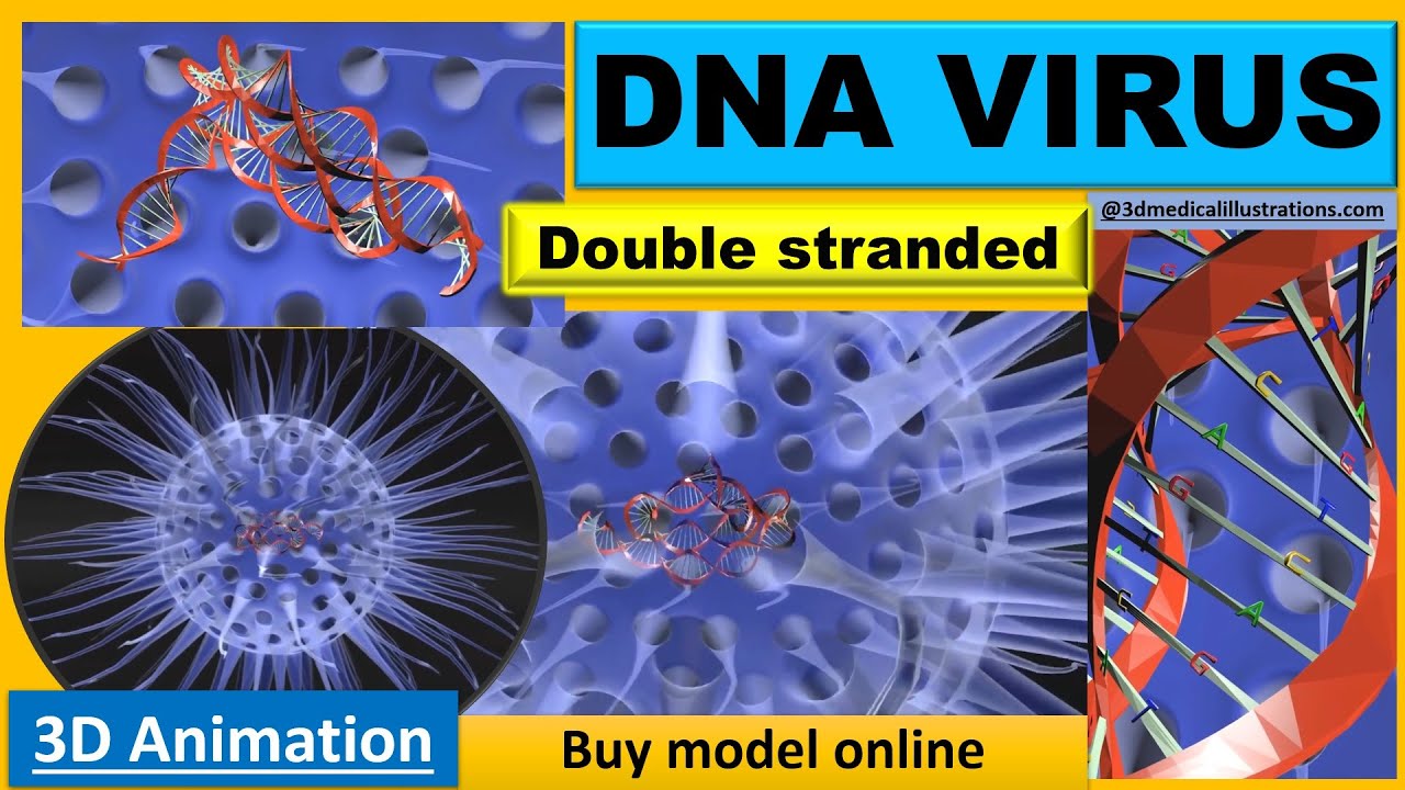 Virus animated with DNA detailed 3D Model