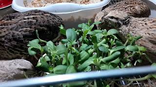 Gardening, 18-15 weeks before last frost, What I Do In January