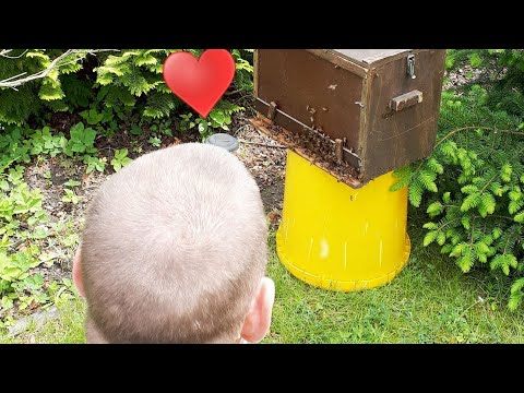 Der Imker und sein Schwarm