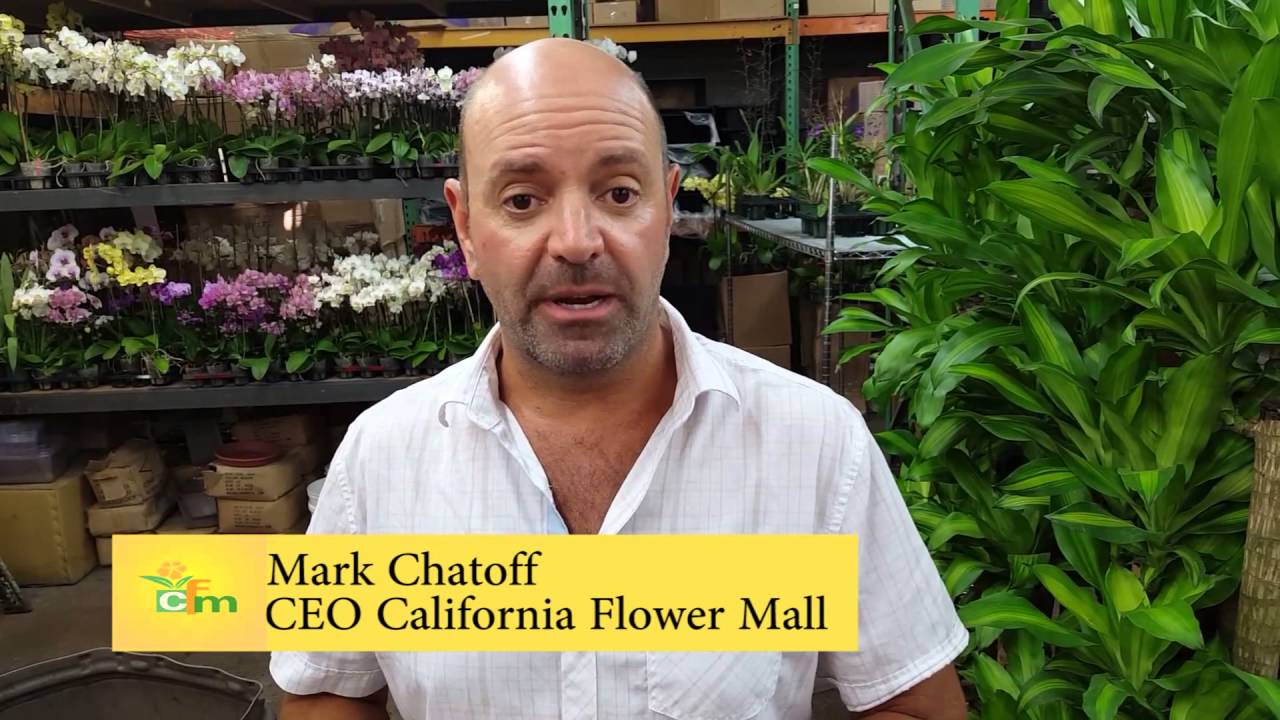 Flowers for your Quinceañera