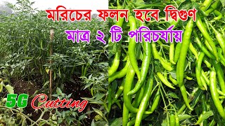 Chili 3g Cutting. মরিচের ফলন হবে দ্বিগুণ মাত্র ২ টি পরিচর্যায় | মরিচ গাছের 3g কাটিং 