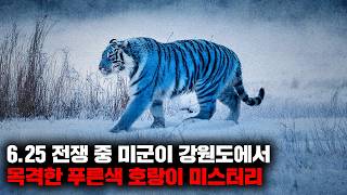 Download lagu 6.25 전쟁을 치르던 한국의 강원도 산골에서 목격된 블루 타이거 '청호' [미스터리] mp3