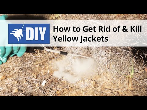  How to Get Rid of Yellow Jackets & Wasps  Video 