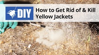 How to Get Rid of & Kill Yellow Jackets  - Nest Removal