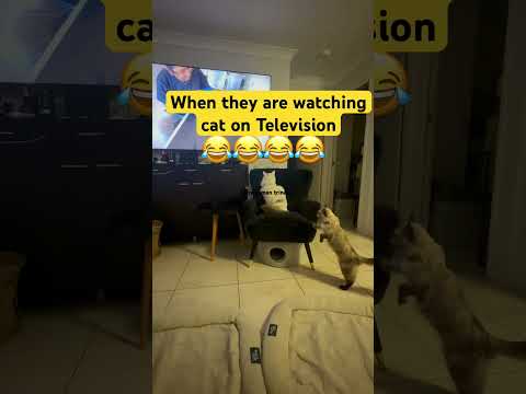 When they are watching cat on Television #cat #pets #funny #catman #mycat #catblogger #catwatch