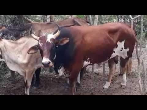 Toada do boi bandido