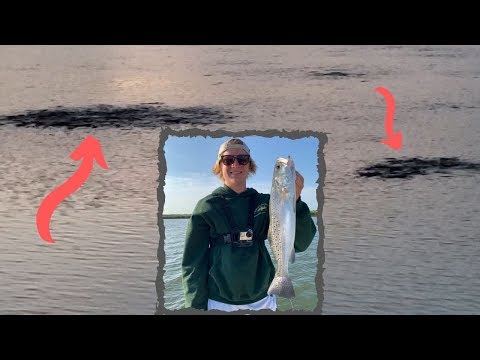 INSANE FEEDING FRENZY!!!