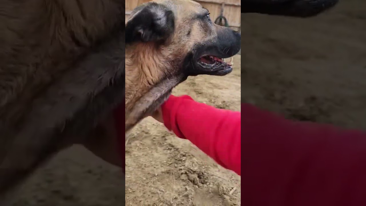 Enlarge BOONE, a ADOPTABLE mixed breed in Joshua Tree, CA video 3/3