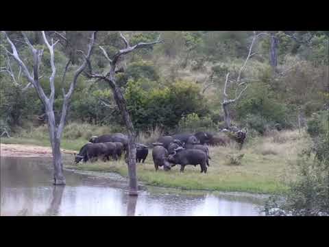 Djuma: Buffalo herd comes to the dam-Pt:1 - 08:06 - 05/27/2023
