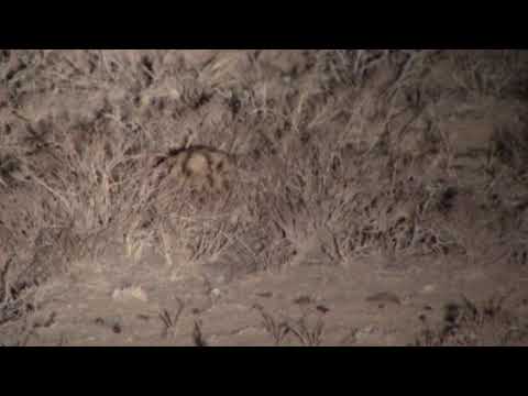 Black- footed cat in South Africa