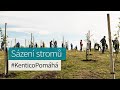 Sázení stromů🌱🌿🌳🌲