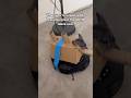 Flying chinchillas, battle chinchillas AT YOUR STATIONS
