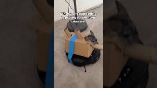 Flying chinchillas, battle chinchillas AT YOUR STATIONS