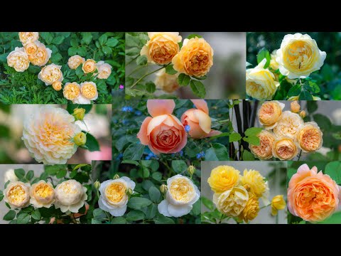 Yellow & Apricot Roses 2023 by David Austin in Luna’s Rose Garden