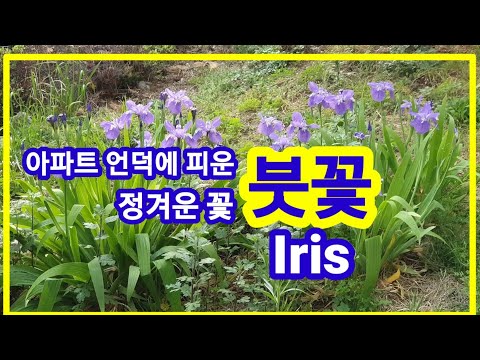 , title : '붓꽃.Iris.아파트 언덕에 피운 정겨운 꽃'