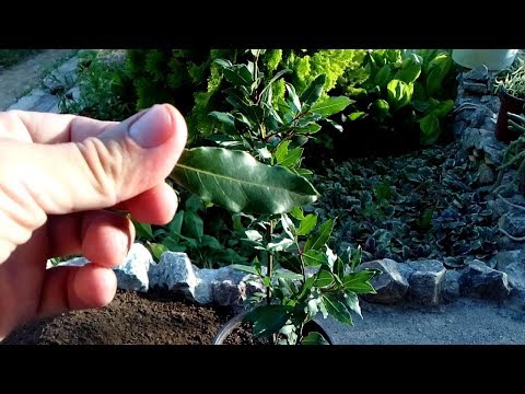Health benefits of Bay Laurel / how to repot Laurus nobilis