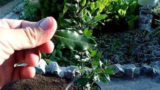 Health benefits of Bay Laurel / how to repot Laurus nobilis