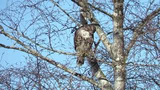 Red tail hawk in the trees