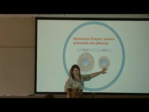 Microbiology: Chapter 4 (Part 2)