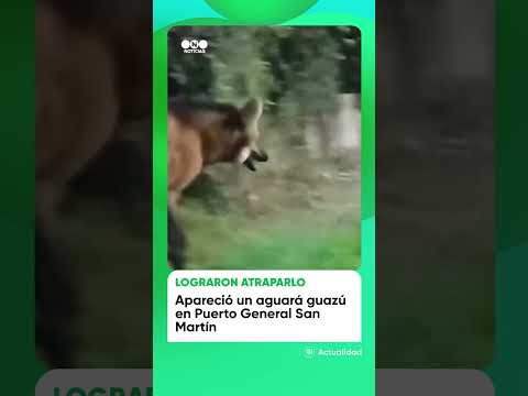 🚨 Un aguará guazú fue visto recorriendo las calles de Puerto General San Martín durante la noch