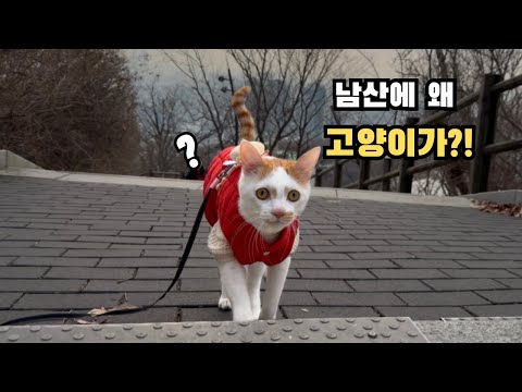 서울 남산타워에 자물쇠걸고 산책하고 야경보는 고양이!