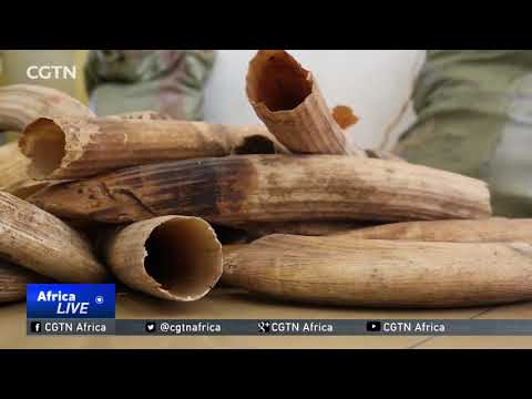 Hippo teeth auction in Tanzania may encourage poaching