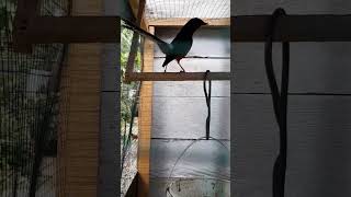 Download lagu murai batu asli hutan bahorok mp3 Download lagu murai batu asli hutan bahorok mp3