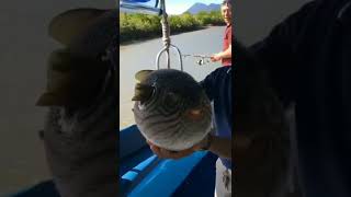 Download lagu CAUGHT PUFFER FISH  🐟 | INSTAGRAM REELS | NEW LATEST INSTAGRAM REELS 🔥😍 | #shorts mp3