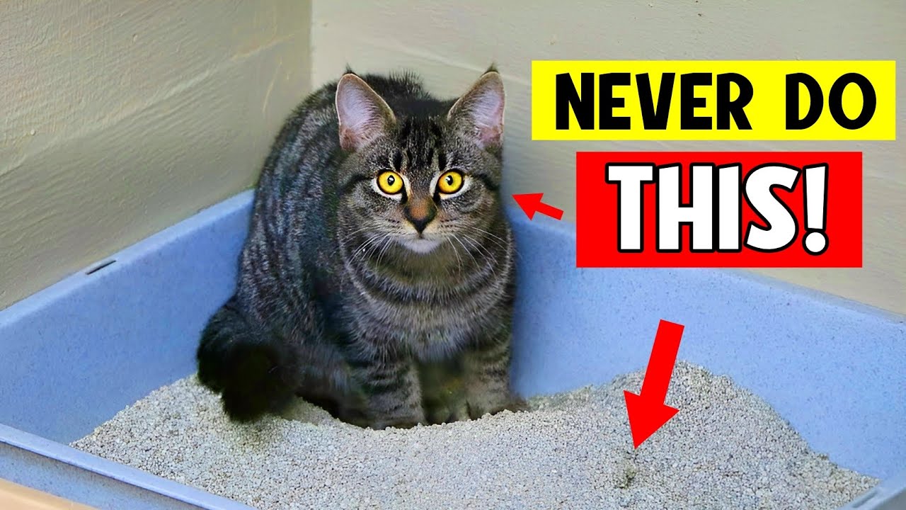 Dangerous but Common Mistakes Cat Owners Make! Your Cat's Life Can Depend on This! ⚠️
