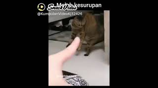 Download lagu kucing kesurupan cek 🤣🤣 mp3