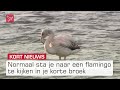 Eenzame flamingo strandt voor de kust van Zeewolde | Omroep Flevoland